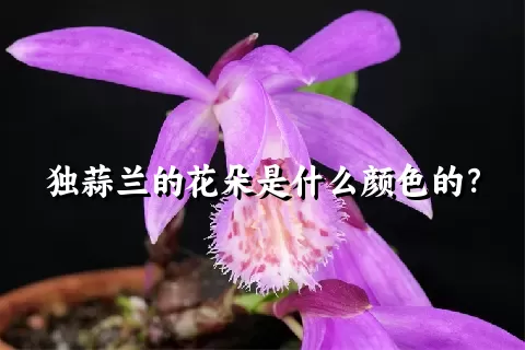 独蒜兰的花朵是什么颜色的？