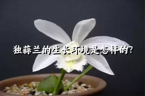 独蒜兰的生长环境是怎样的？