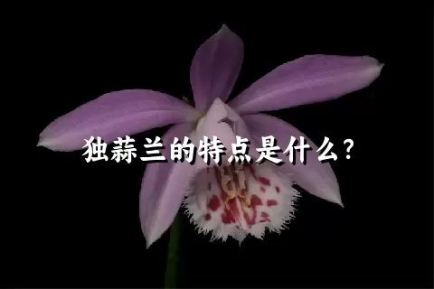 独蒜兰的特点是什么？