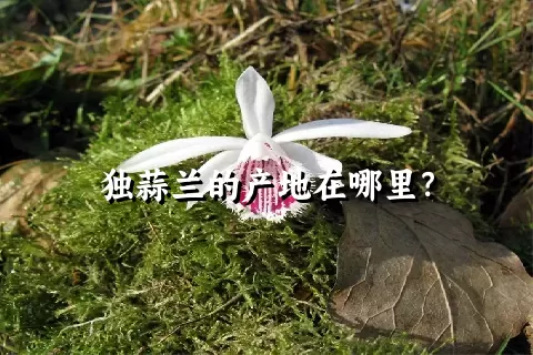 独蒜兰的产地在哪里？