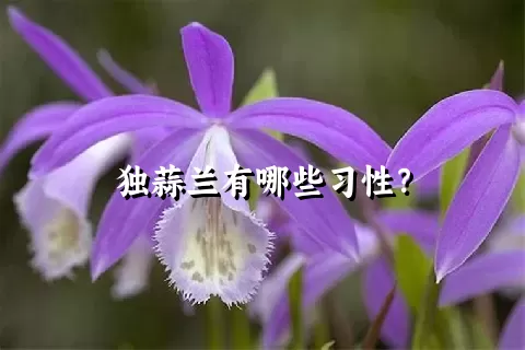 独蒜兰有哪些习性？