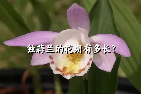 独蒜兰的花期有多长？