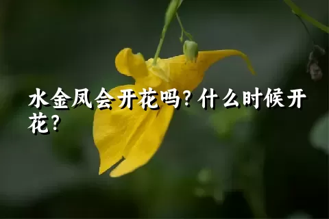 水金凤会开花吗？什么时候开花？