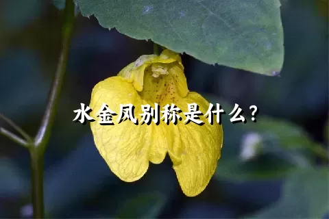 水金凤别称是什么？