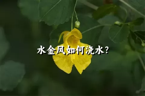 水金凤如何浇水？