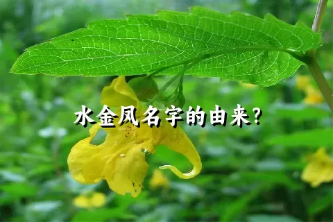 水金凤名字的由来？