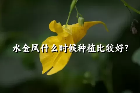 水金凤什么时候种植比较好？