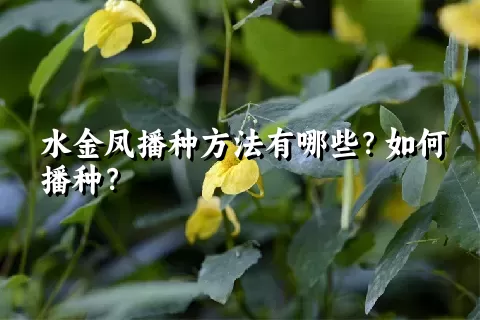 水金凤播种方法有哪些？如何播种？