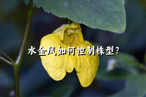 水金凤如何控制株型？