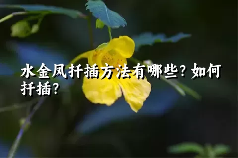 水金凤扦插方法有哪些？如何扦插？