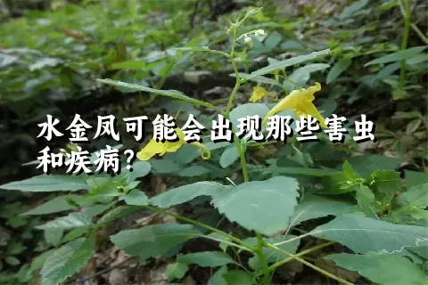 水金凤可能会出现那些害虫和疾病？