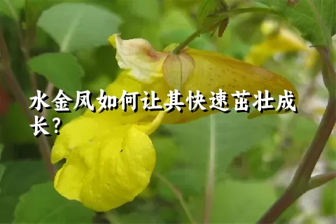 水金凤如何让其快速茁壮成长？