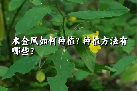 水金凤如何种植？种植方法有哪些？