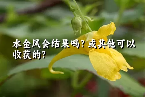 水金凤会结果吗？或其他可以收获的？