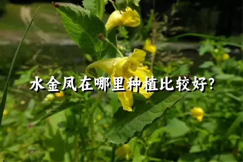 水金凤在哪里种植比较好？