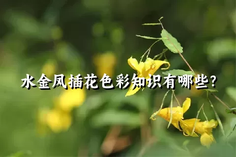 水金凤插花色彩知识有哪些？