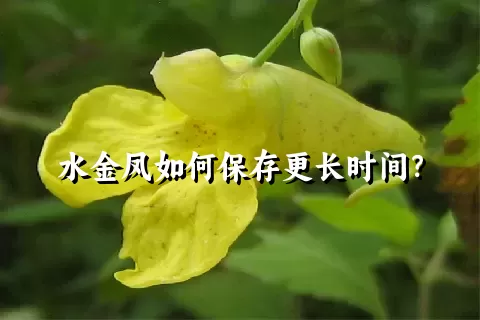 水金凤如何保存更长时间？