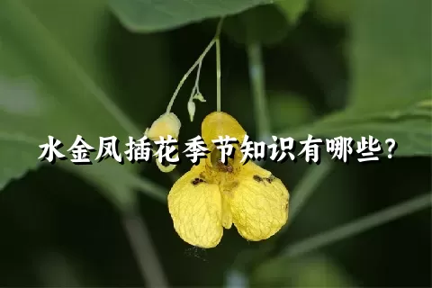 水金凤插花季节知识有哪些？