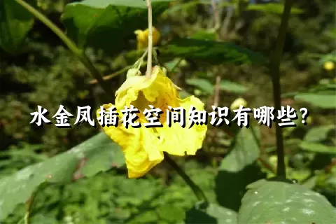 水金凤插花空间知识有哪些？