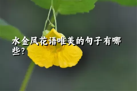 水金凤花语唯美的句子有哪些？