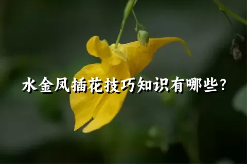 水金凤插花技巧知识有哪些？