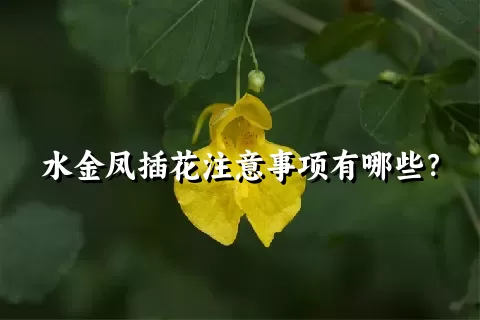 水金凤插花注意事项有哪些？