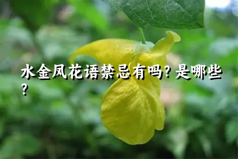 水金凤花语禁忌有吗？是哪些？