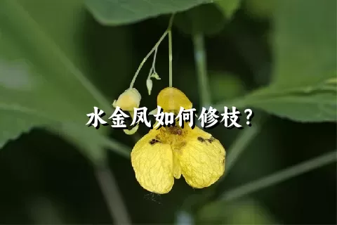 水金凤如何修枝？