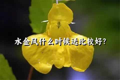 水金凤什么时候送比较好？