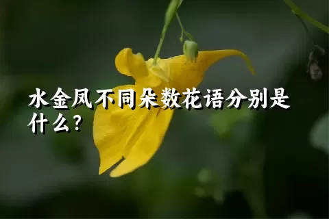 水金凤不同朵数花语分别是什么？