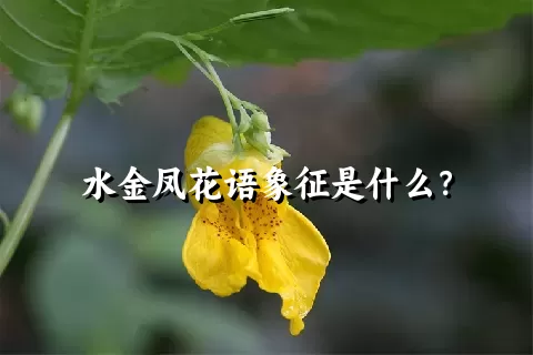 水金凤花语象征是什么？