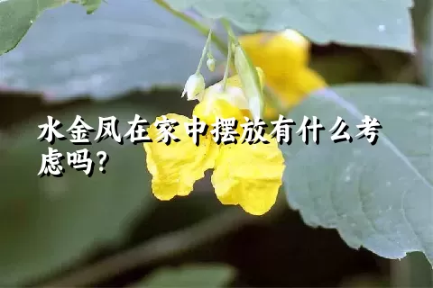 水金凤在家中摆放有什么考虑吗？