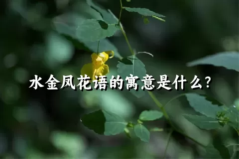 水金凤花语的寓意是什么？