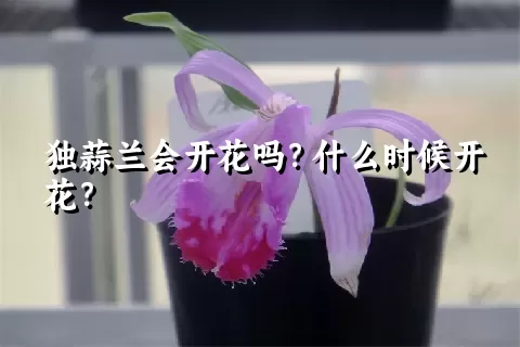 独蒜兰会开花吗？什么时候开花？