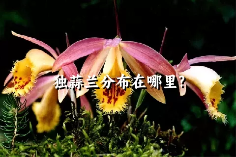 独蒜兰分布在哪里?