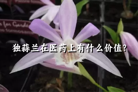 独蒜兰在医药上有什么价值？