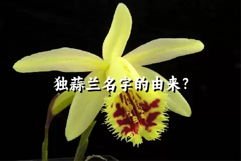 独蒜兰名字的由来？