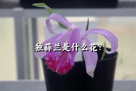 独蒜兰是什么花？