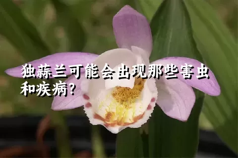 独蒜兰可能会出现那些害虫和疾病？