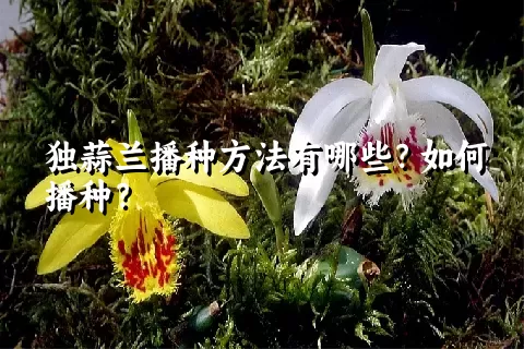 独蒜兰播种方法有哪些？如何播种？