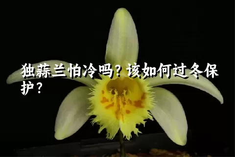 独蒜兰怕冷吗？该如何过冬保护？