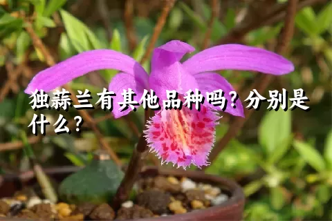 独蒜兰有其他品种吗？分别是什么？