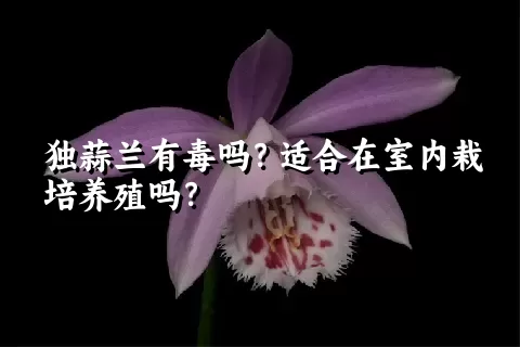 独蒜兰有毒吗？适合在室内栽培养殖吗？