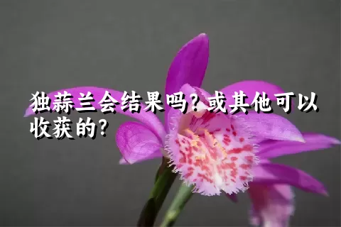 独蒜兰会结果吗？或其他可以收获的？