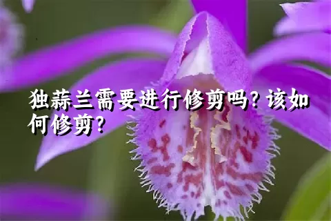 独蒜兰需要进行修剪吗？该如何修剪？