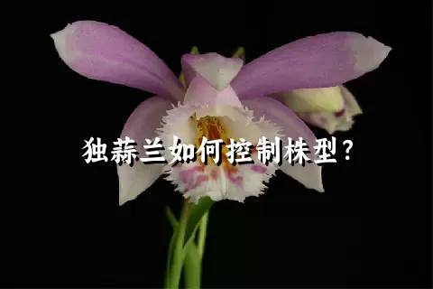 独蒜兰如何控制株型？