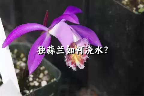 独蒜兰如何浇水？