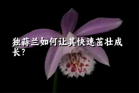 独蒜兰如何让其快速茁壮成长？