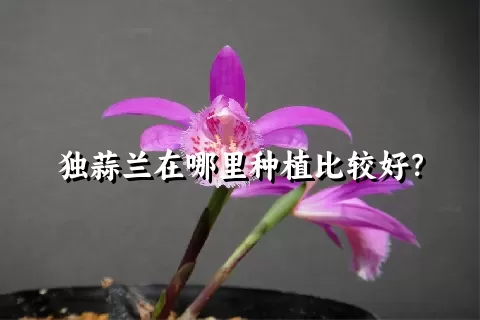 独蒜兰在哪里种植比较好？