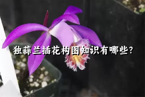 独蒜兰插花构图知识有哪些？